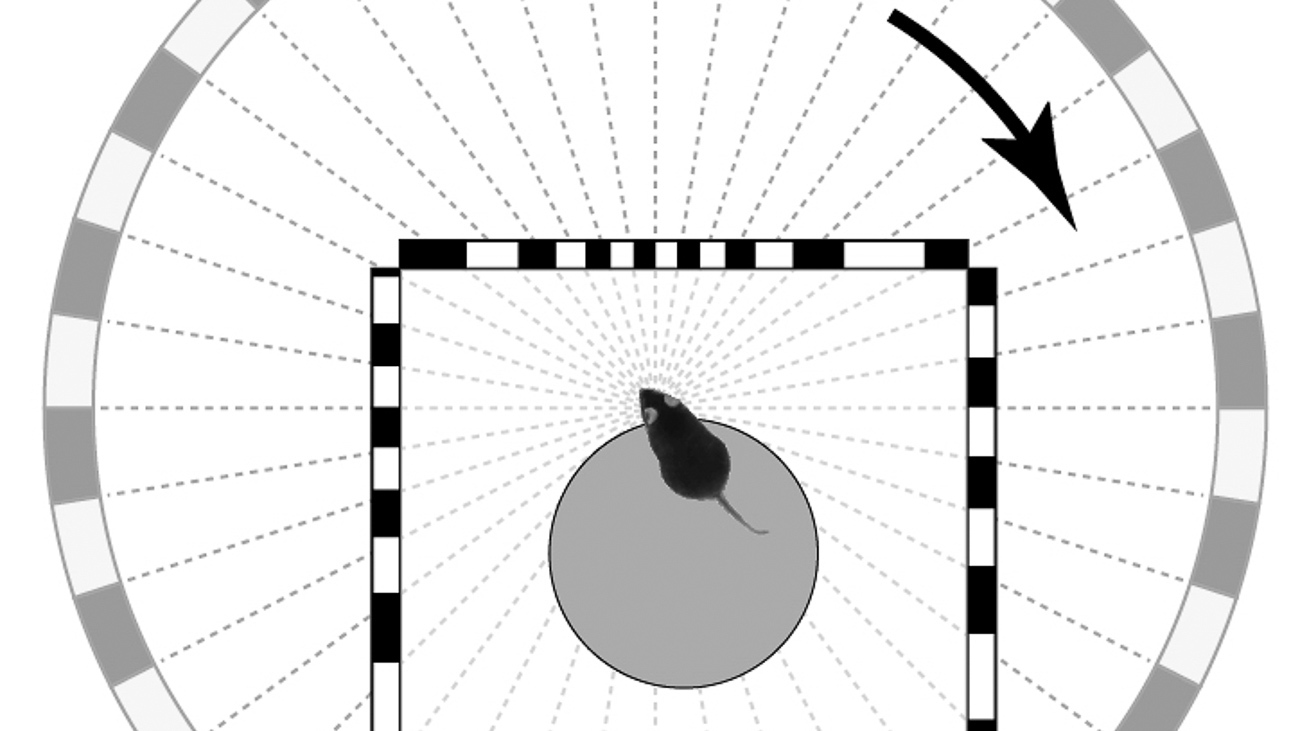 Featured image for “Characterizing visual performance in mice: an objective and automated system based on the optokinetic reflex”