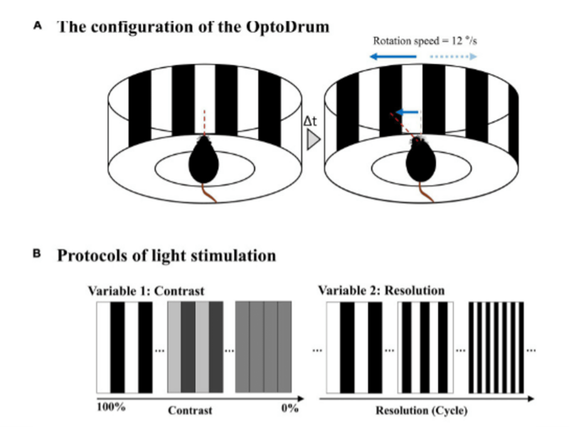 Featured image for “Stage-Dependent Changes of Visual Function and Electrical Response of the Retina in the rd10 Mouse Model”
