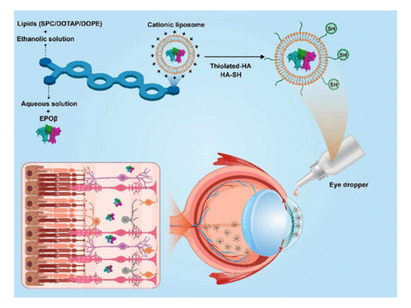 Topical Administration of Mucoadhesive Liposomes-Epoetin-β for ...