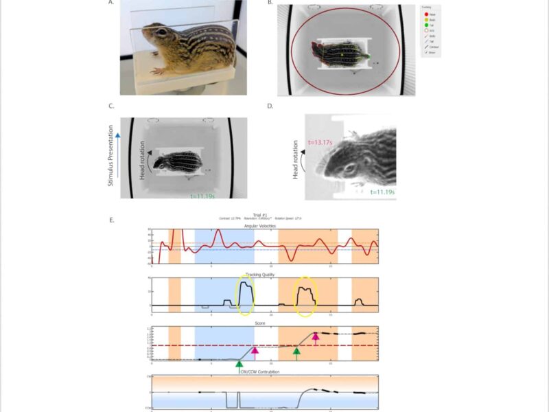 Non-aversive Animal Restraint Enabling Recording of Optomotor Reflex in ...